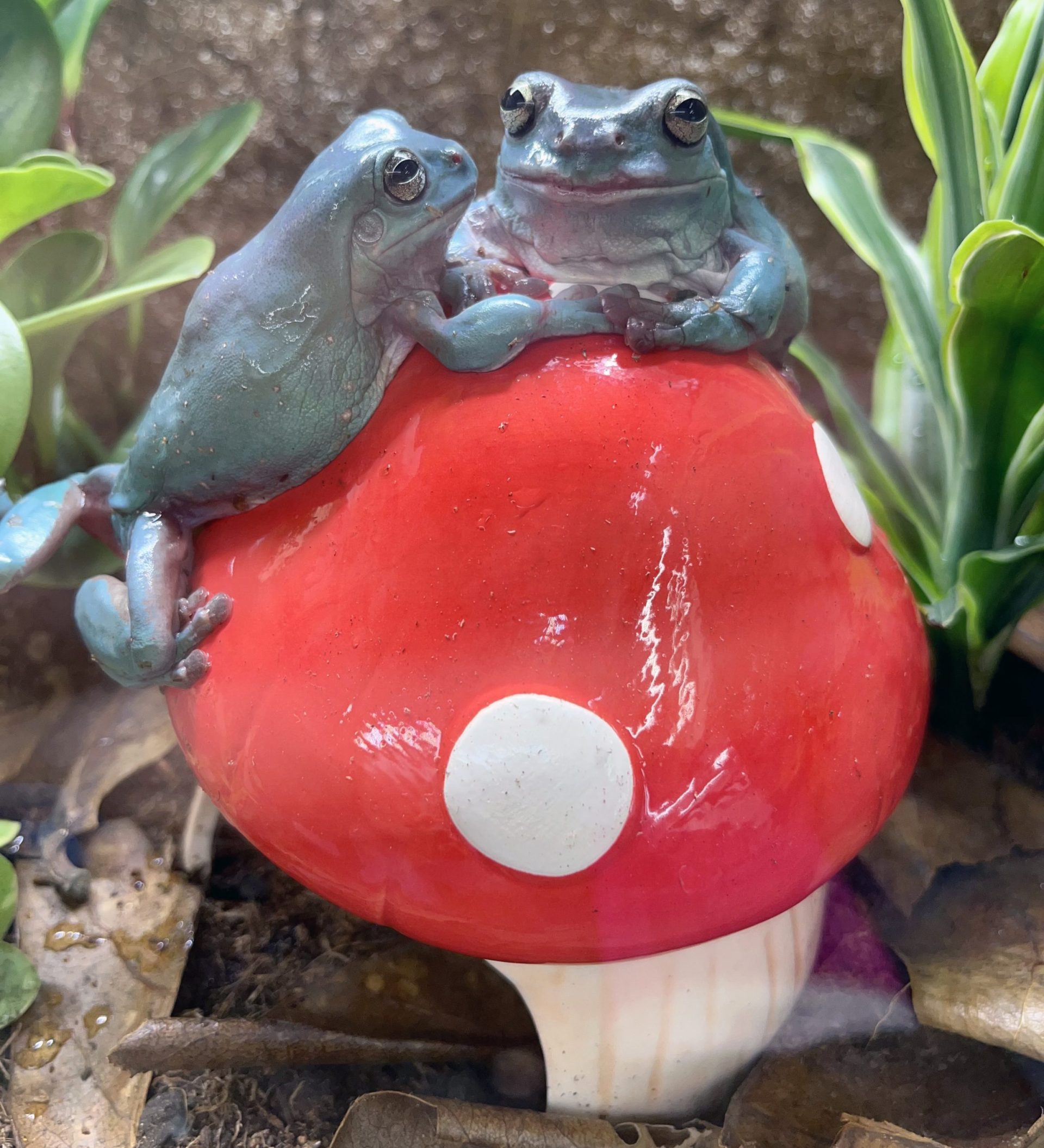 Frog on Mushrooms - DragonSpace Gift Shop